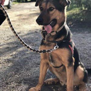 Stage Chien civilisé au quotidien