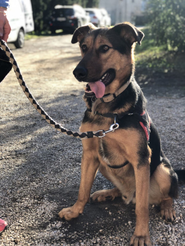 Stage Chien civilisé au quotidien