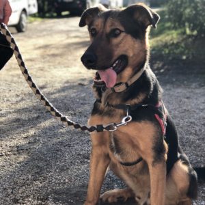 Stage Chien civilisé au quotidien