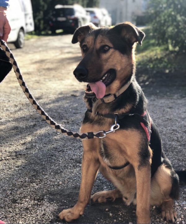 Stage Chien civilisé au quotidien