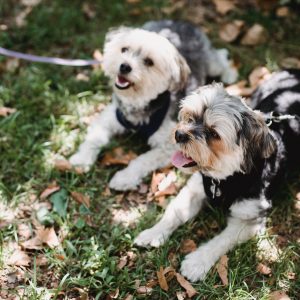 Promenade détente petits chiens à Vence