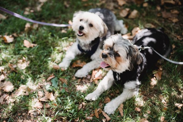Promenade détente petits chiens à Vence