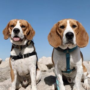 Rencontre de Beagle