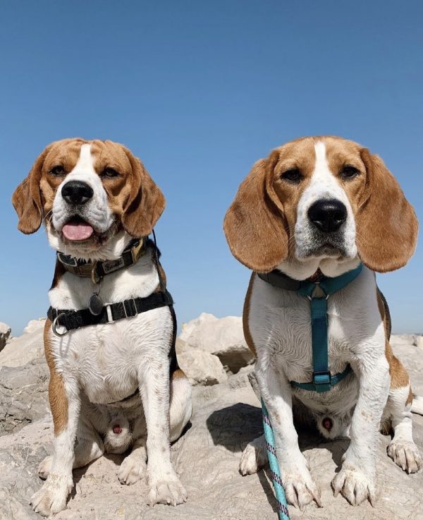 Rencontre de Beagle
