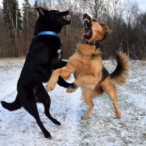 Stage chiens réactifs