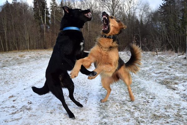 Stage chiens réactifs