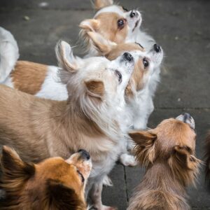Promenade détente petits chiens à cannes