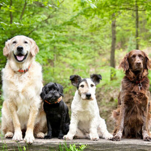 Promenade détente tous chiens à Villeneuve-loubet
