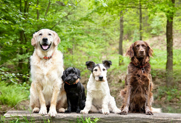 Promenade détente tous chiens à Villeneuve-loubet