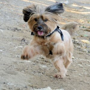 Promenade détente petits chiens à Peymeinade