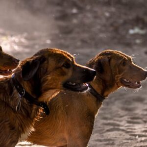 Promenade détente tous chiens à Valbonne