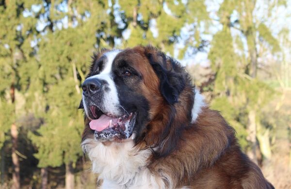 Promenade détente chiens de +45kg à Villeneuve-loubet