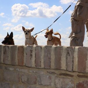 Promenade détente petits chiens à Nice