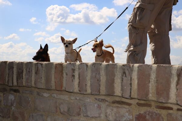 Promenade détente petits chiens à Nice