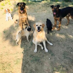Promenade détente tous chiens à La colle sur loup