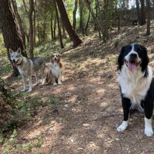 Promenade détente tous chiens le Rouret