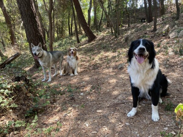 Promenade détente tous chiens le Rouret