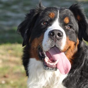 Promenade détente chiens de +45kg à Villeneuve-loubet