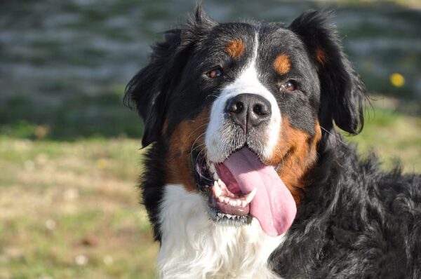 Promenade détente chiens de +45kg à Villeneuve-loubet
