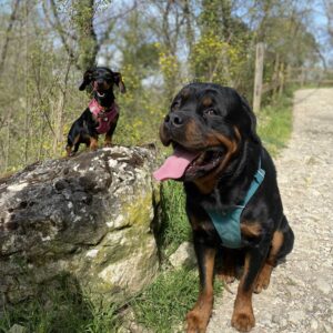 Promenade détente tous chiens à Valbonne