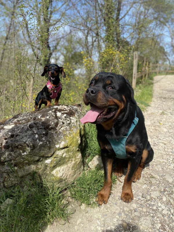Promenade détente tous chiens à Valbonne