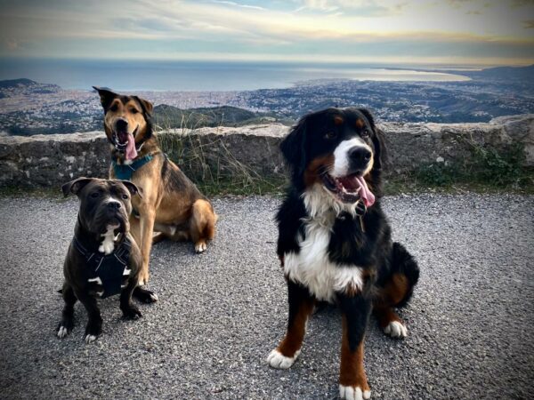 Promenade détente chiens de +45kg à Vence