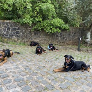 Promenade détente tous chiens à Carros