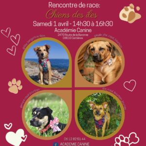Soutien aux associations lors de notre rencontre des chiens des îles
