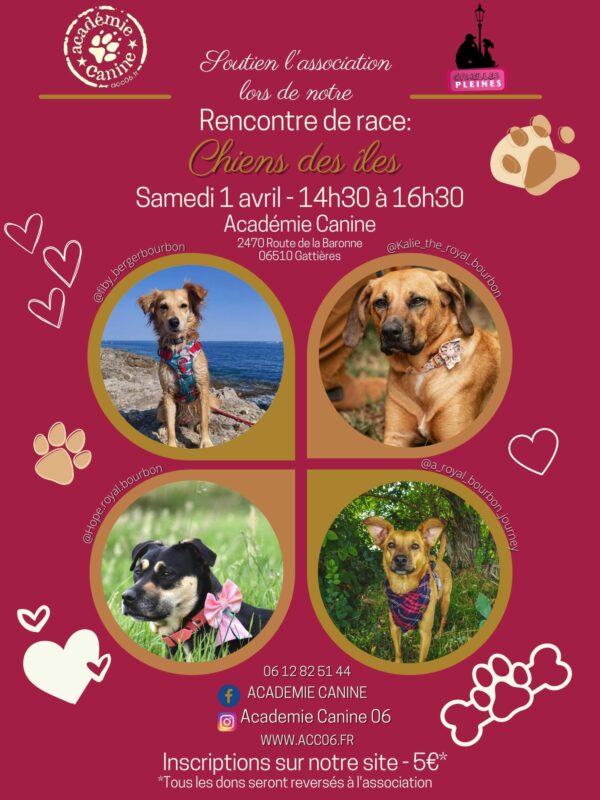 Soutien aux associations lors de notre rencontre des chiens des îles