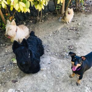 Promenade détente petits chiens à Carros