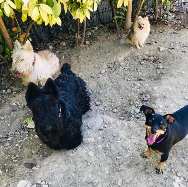 Promenade détente petits chiens à Carros