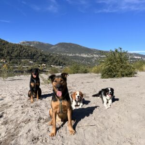 Promenade détente tous chiens à Nice