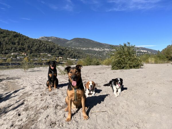 Promenade détente tous chiens à Nice