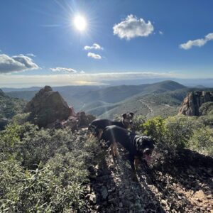 Promenade détente tous chiens dans l'Esterel