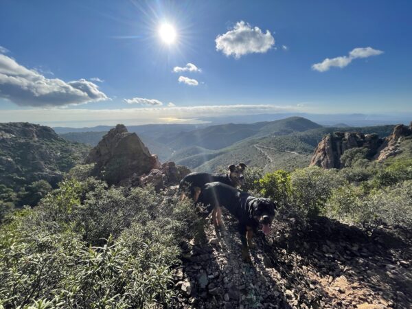 Promenade détente tous chiens dans l'Esterel