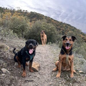Promenade détente tous chiens à Saint-Blaise