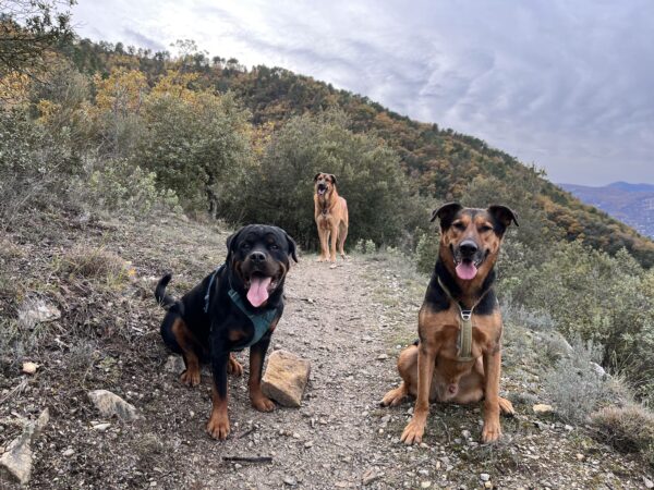 Promenade détente tous chiens à Saint-Blaise