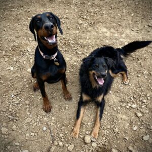 Promenade détente tous chiens au col de Vence