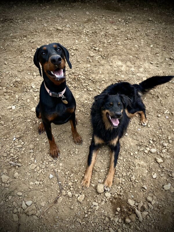 Promenade détente tous chiens au col de Vence