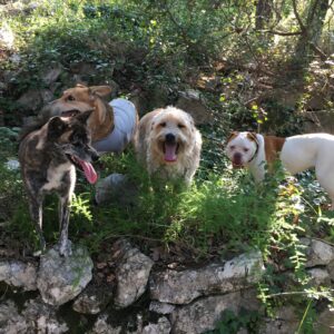 Promenade détente tous chiens à Antibes