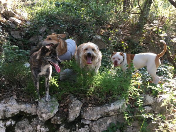 Promenade détente tous chiens à Antibes