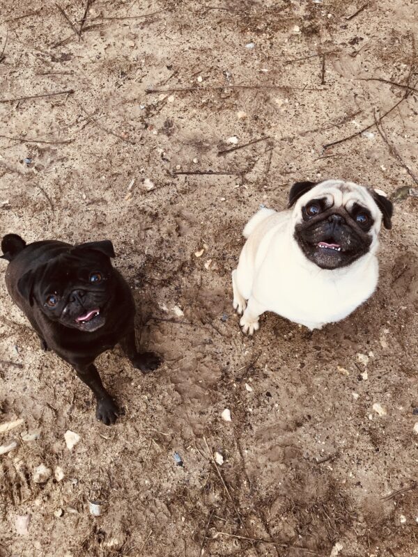 Promenade détente petits chiens à La Gaude