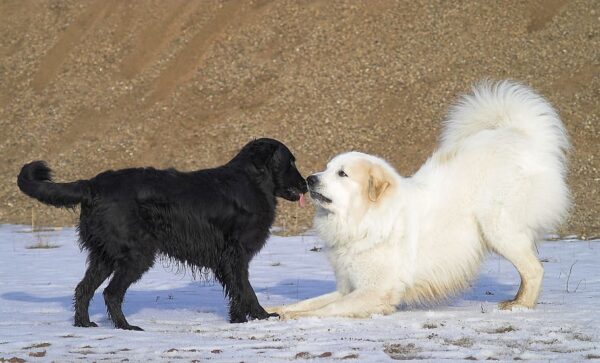 Atelier apprendre à lire son chien