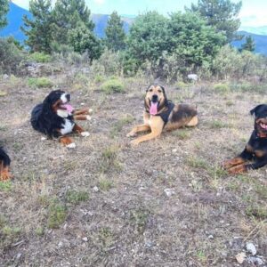 Promenade détente chiens de +45kg au Broc