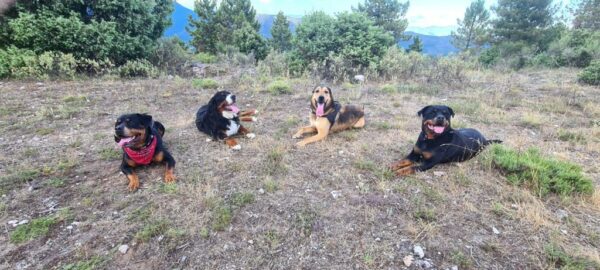 Promenade détente chiens de +45kg au Broc