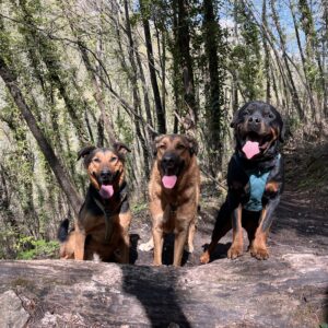Promenade détente tous chiens à Vence