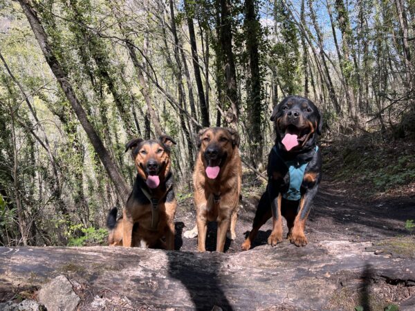 Promenade détente tous chiens à Vence